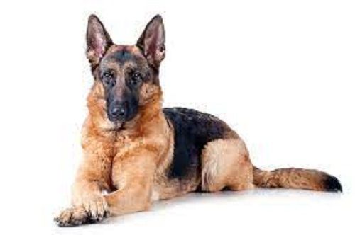 Brown 75 To 90 Pound Weight And 10 -12 Age German Shepherd Dog Breed