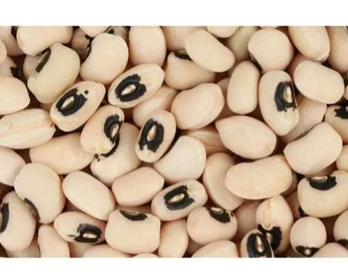 Commonly Cultivated Dried Whole Black Eyed Pea