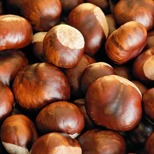 Organic Chemical Free Fresh Chestnuts