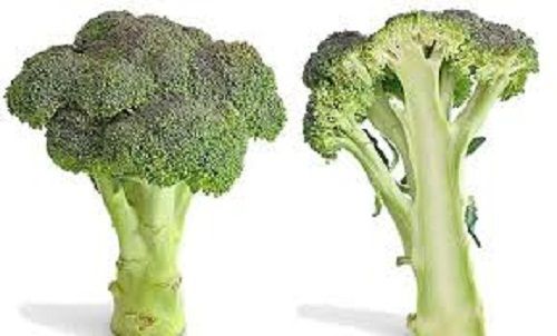 A Grade Naturally Grown Healthy Nutritious Fresh Broccoli For Cooking