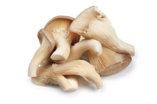 Rich Antioxidants Properties Slight Odor Natural Oyster Mushrooms
