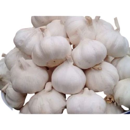 Healthy And Nutritious Commonly Cultivated White Fresh Garlic Moisture (%): 12%