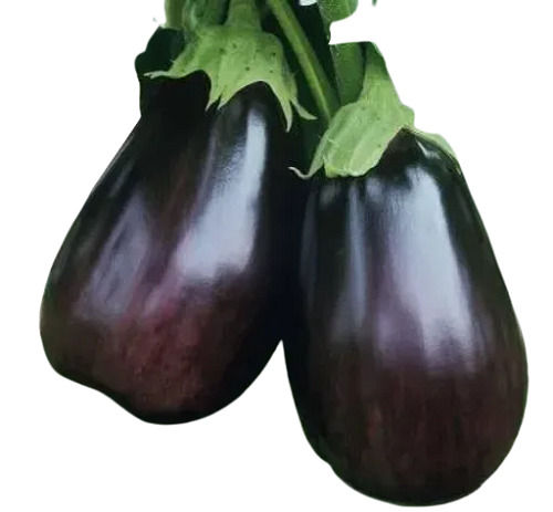 Pesticide Free Commonly Cultivated Fresh Brinjal