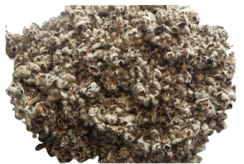 Needle Inbuilt Converter 100% Commonly Cultivated A Grade Edible And Hybrid Cotton Seeds