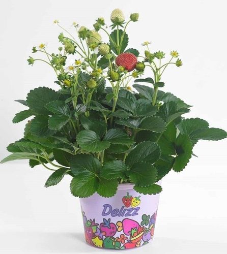 Strong Roots Heat Soaking And Longer Shelf Life Well Watered Strawberry Plant