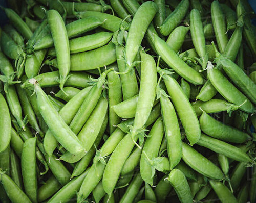 Pod Commonly Cultivated Natural And Fresh Healthy Raw Peas - Whole Green Pods 1 Kg | 1% Admixture 75% Moisture Shelf Life 1 Week Perfect For Recipes And Snacks