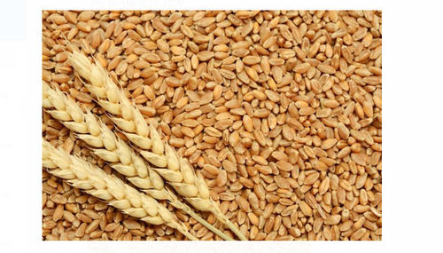 Pure And Natural Commonly Cultivated Raw Dried Whole Wheat Grain 