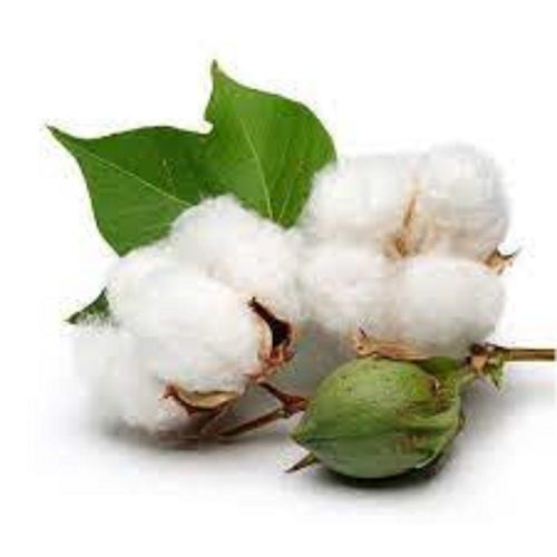 Protein And Fiber High In Energy Densely Covered Cotton Seeds 