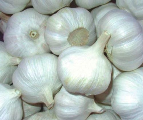 Pure And Natural Commonly Cultivated Raw Fresh Garlic