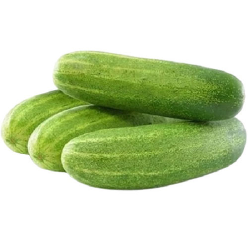 Cylindrical Shaped Moisture 93% Raw Fresh Cucumber