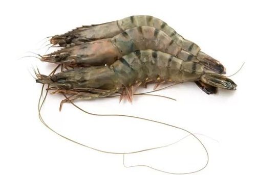 Filament A Grade Highly Nutrient Enriched Healthy Frozen Whole Fresh Prawn For Eating