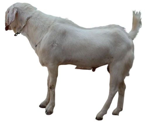 1.2 Years Old 25 Kilogram Healthy Male Live Totapari Goat 