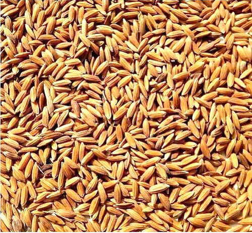 99% Pure Commonly Cultivated Raw And Dried Paddy Seed For Agriculture Use Admixture (%): 5%