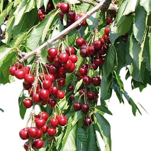 Full Sun Exposure Insect Resistant Fast Growth Natural Green Leaves Outdoor Cherry Tree