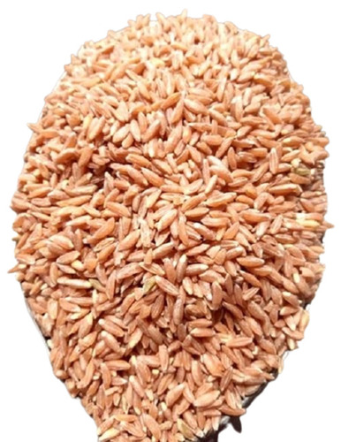 Wheat Grain - Hard Red Winter Variety Premium Quality Organic Atta Chakki Mill Granules | Healthy Nutrient Enriched Pesticide-Free Rich In Vitamins & Protein
