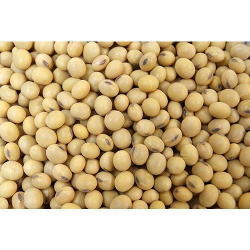 Pure And Organic Yellow Natural Soybean Seeds, High In Protein