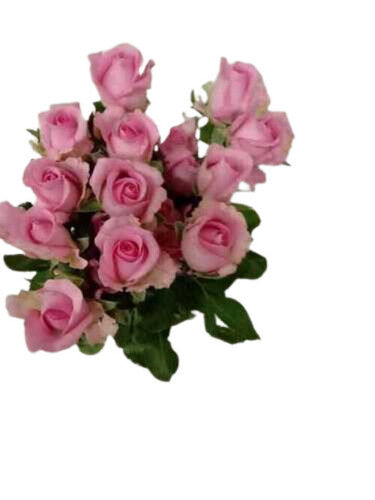 Pink Rose Flower  - Breed: Revivor