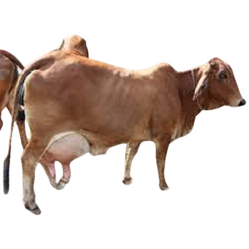 Brown Commercial Uses Jersery Cow With 10 Milk And High Butterfat Content