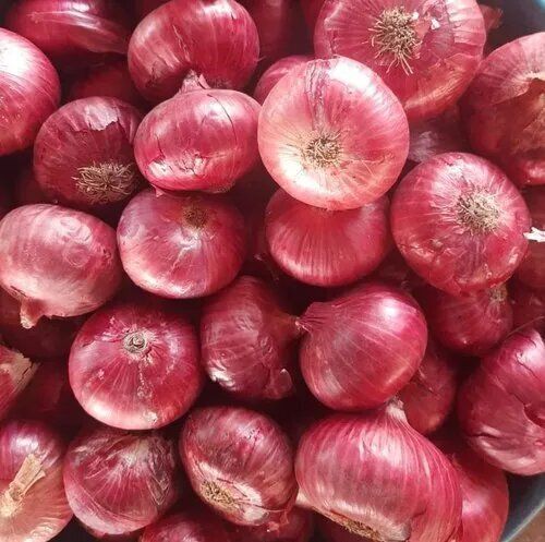 A Grade 99.9% Pure Control Blood Digestive Vitamin And Minerals Fresh Onion