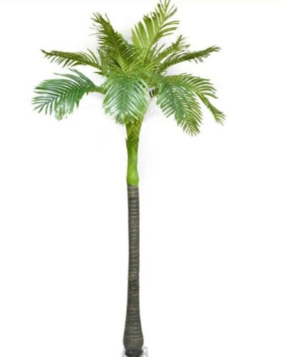 Indian Origin Naturally Grown 12 Feet Long Outdoor Palm Tree