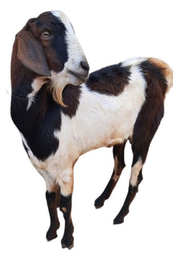 Disease Free Pure Healthy Large Size White And Black Sojat Live Goat Gender: Both