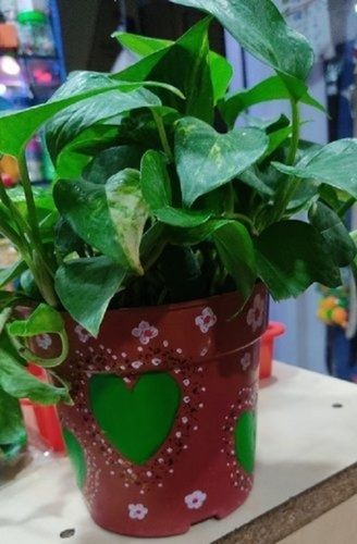 Natural Green Money Plant