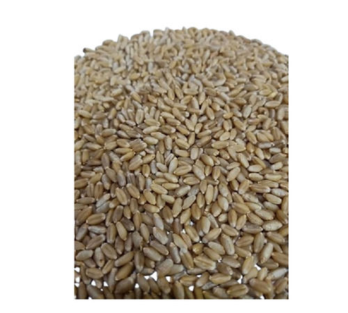 Wheat Grain