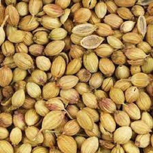 Anti Inflammatory Full Of Antioxidant Dried Coriander Seeds