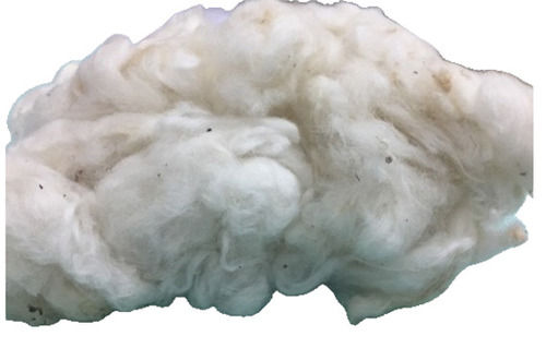 Commonly Cultivated Eco Friendly Soft And Smooth Raw White Cotton