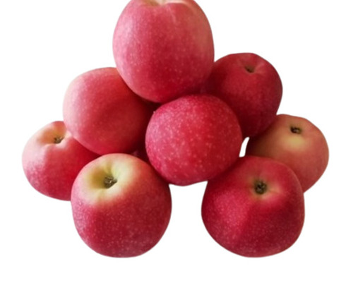 High Quality Good Source Of Fiber And Potassium Commonly Cultivated Roundish Fresh Sweet Apple