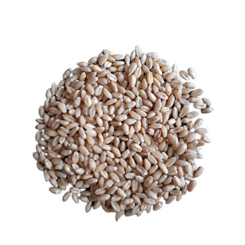 100 % Natural and Pure Wheat Grain with Longer Shelf Life 