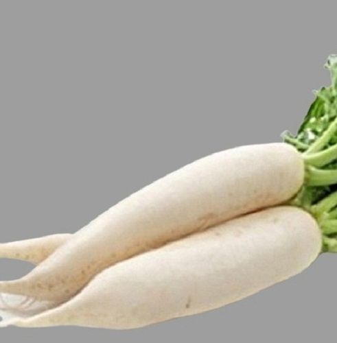 100% Organic Long Shape Raw Naturally Grown Fresh White Radish