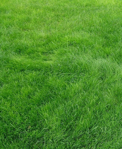 2 Inches Pure And Fresh Natural Grass For Outdoor Use