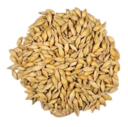 Grey 100 Percent Pure Organic A Grade Yellow Naturally Grown Barley Seeds