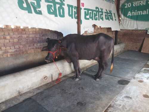 Pure Jet Black Second Lactation Indian Female Murrah Buffalo With High Milking Capacity 