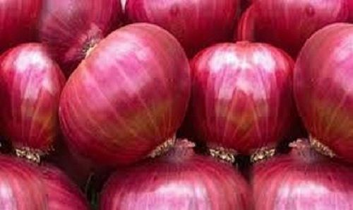 100 Percent Organic Naturally Grown Fresh Round Shape Raw Red Onion