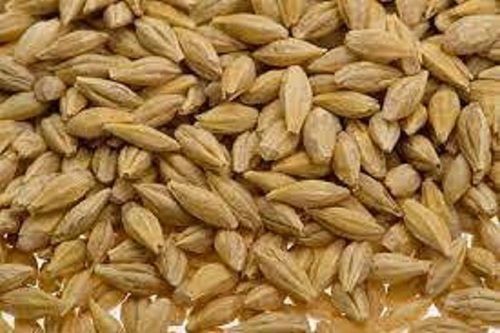 100 Percent Pure Dried A Grade Brown Naturally Grown Barley Seeds