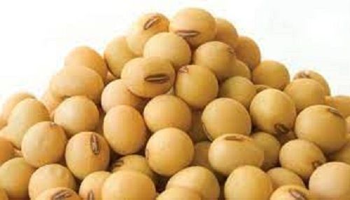 Light Brown Soybean Seed