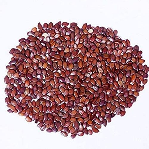 100 Percent Pure And Organic Fresh A Grade Red Fodder Seeds