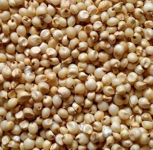 Brown Fodder Seeds