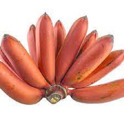 Naturally Grown Indian Origin And Curved Shape Sweet Red Banana