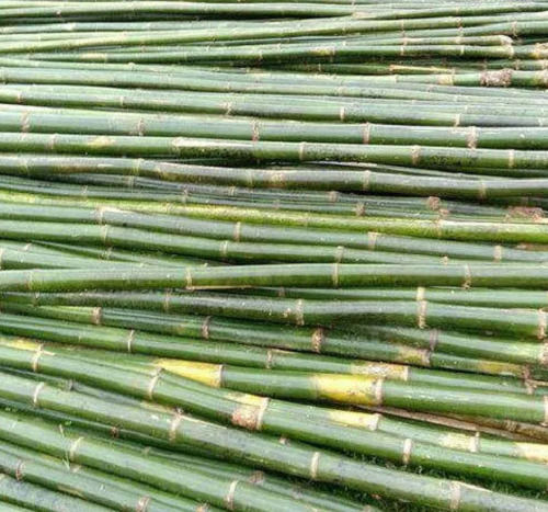 Plain Round 100% Natural Green Bamboo Poles For Festival Decorative
