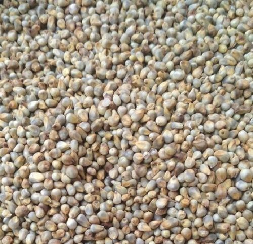A Grade Dried Granule Green Millet Cattle Feed With Plastic Bag Packed 