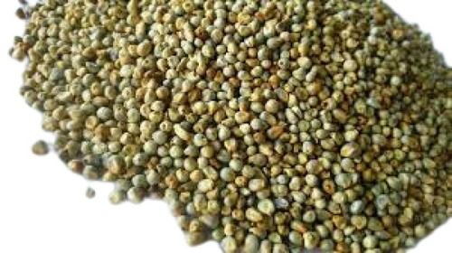 100% Pure Medium Size Dried Pearl Millet Seeds With Packed Sack Bag 