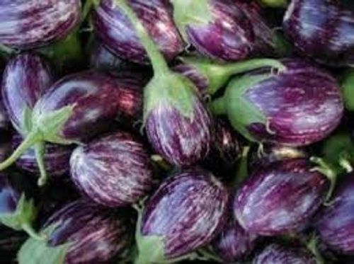 Naturally Grown Oval Shape Healthy Raw Processing Form Fresh Brinjal