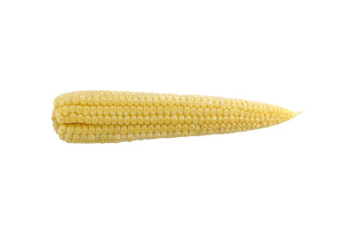 Pure And Natural Common Cultivated Fresh Baby Corn