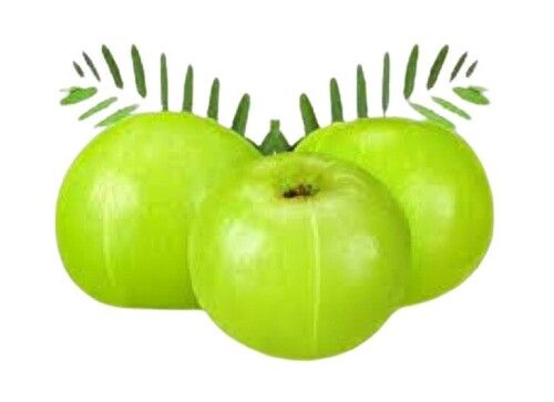 Green Indian Origin Amla