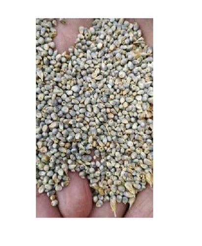3-4 mm High in Protein Indian Organic Pearl Millet For Cooking