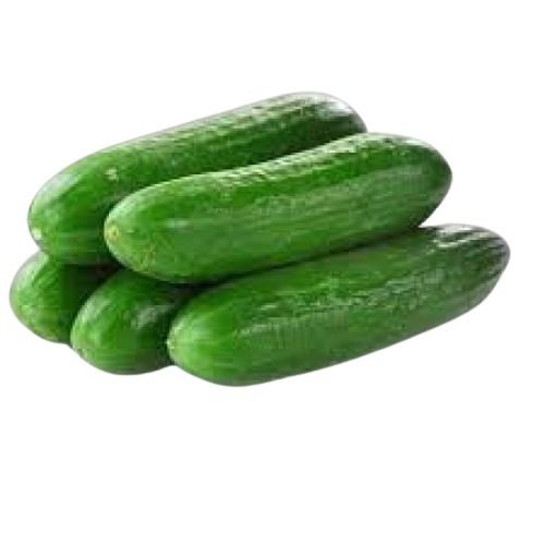 A Grade Raw Processing Fresh And Natural Green Cucumber Shelf Life: 2 Week