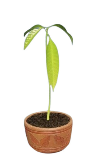 इनडोर और आउटडोर फ्रेश मैंगो प्लांट